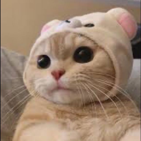 Need a break? These cats didn’t take a break from shopping, but you can! 💕💕 - Picture 3 of 7